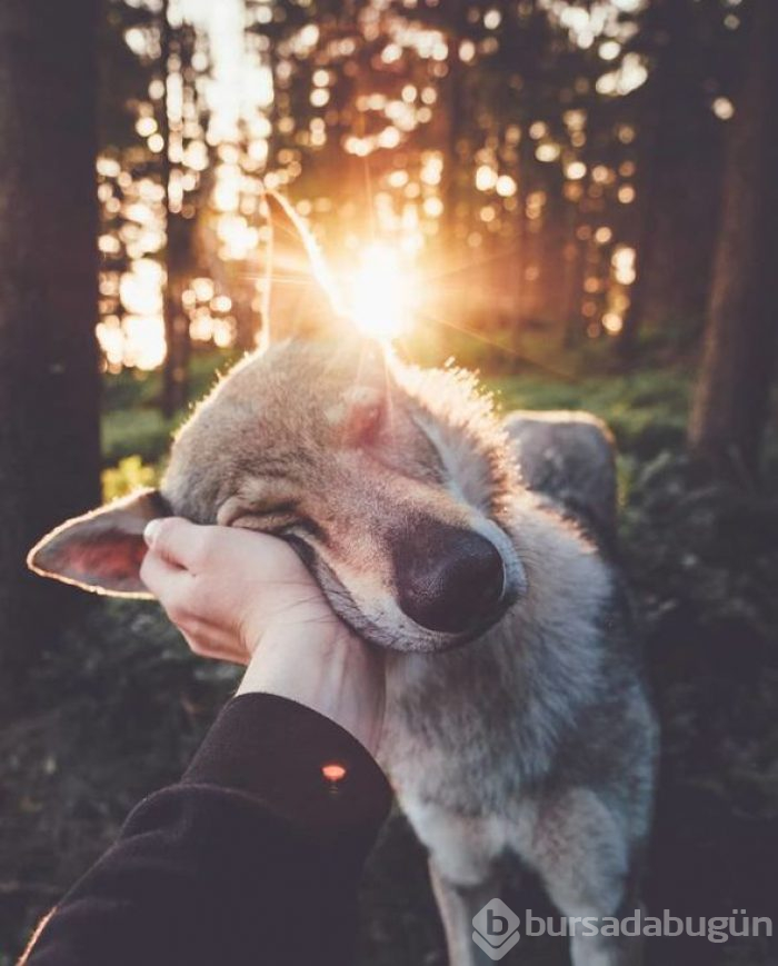 Bir köpeğin 'Beni takip et' dediği seyahat fotoğrafları
