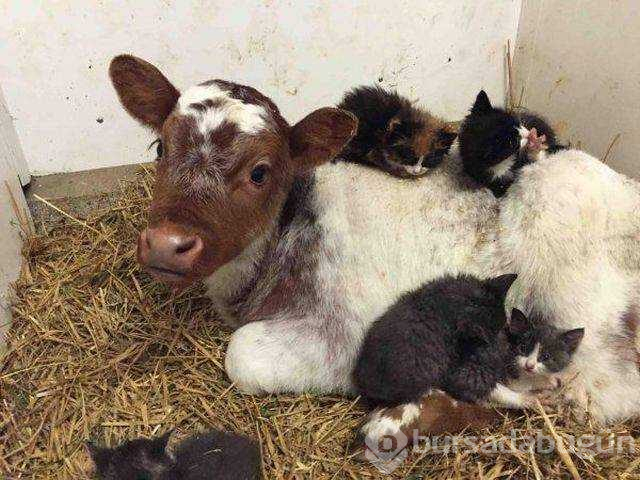 Günün en çok paylaşılan fotoğrafları (19.10.2018)