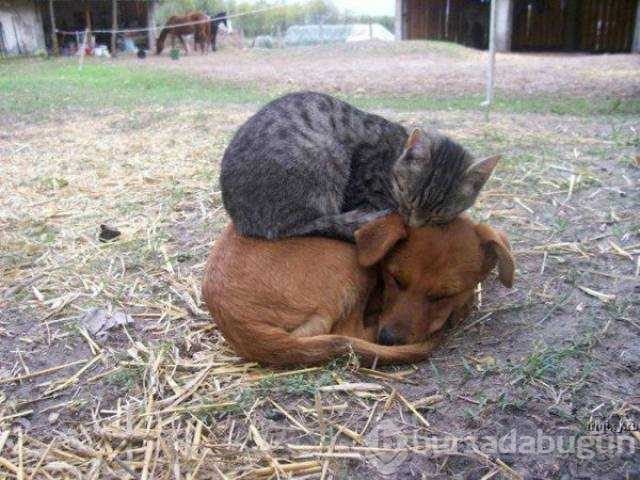 Hayvanların içinizi ısıtacak dostluğu
