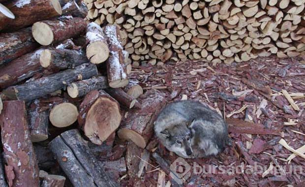 Dünyanın en soğuk yeri: Oymyakon
