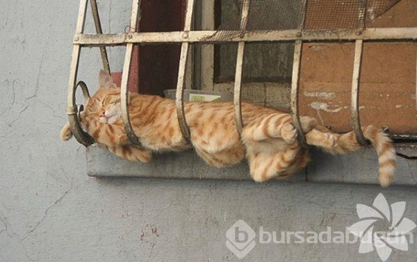 Hayvanlar pazartesi sendromu yaşarsa...
