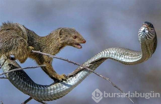 Vahşi yaşamın en ölümcül karşılaşmaları
