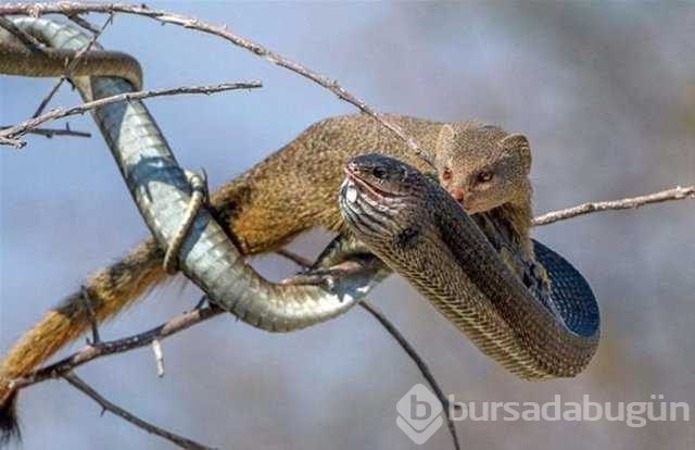 Vahşi yaşamın en ölümcül karşılaşmaları
