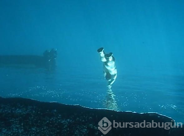Dalgıç okyanusa daldı, çektiği video dünyayı salladı!
