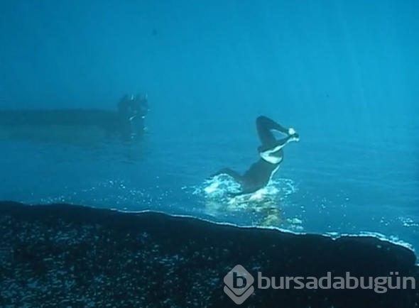 Dalgıç okyanusa daldı, çektiği video dünyayı salladı!
