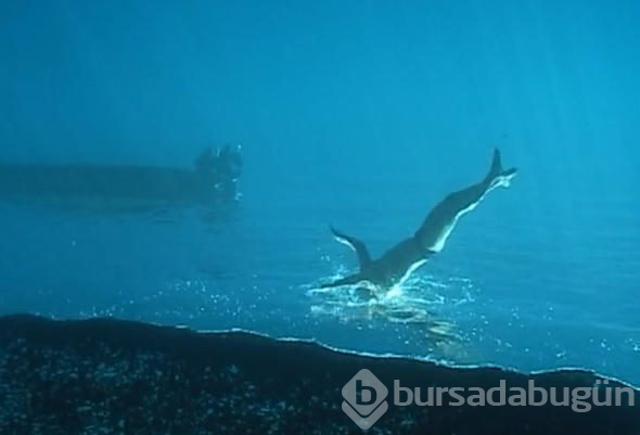 Dalgıç okyanusa daldı, çektiği video dünyayı salladı!
