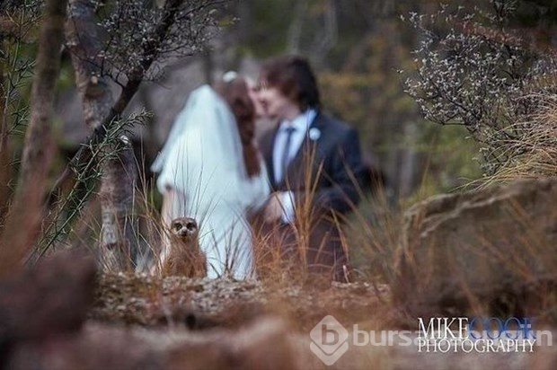 Komik düğün fotoğrafları