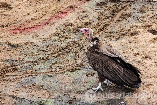 Bufaloyu öldürdükten dakikalar sonra... İlk kez göreceksiniz!
