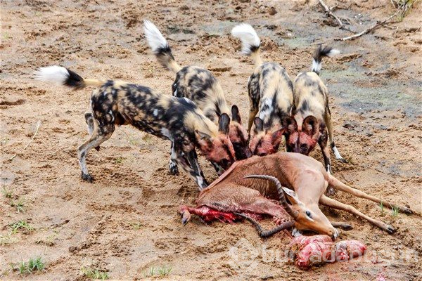 Bufaloyu öldürdükten dakikalar sonra... İlk kez göreceksiniz!
