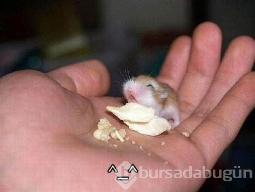 İnternette en çok tıklanan fotoğraflar!