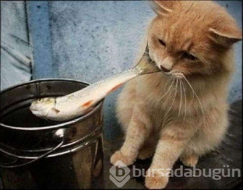 İnternette en çok tıklanan fotoğraflar!