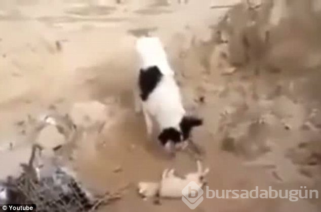 Doğanın fedakar anneleri
