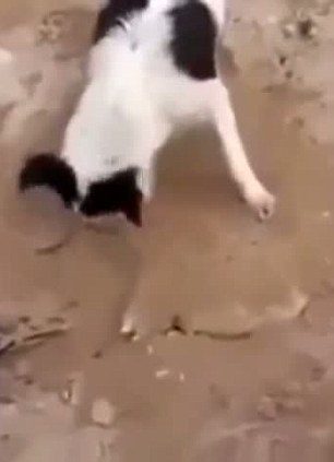 Doğanın fedakar anneleri

