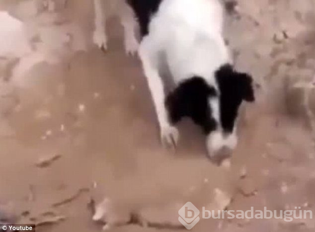 Doğanın fedakar anneleri
