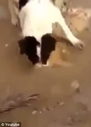 Doğanın fedakar anneleri
