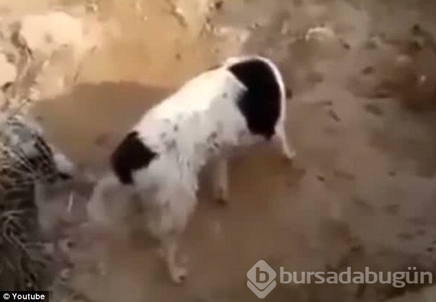 Doğanın fedakar anneleri
