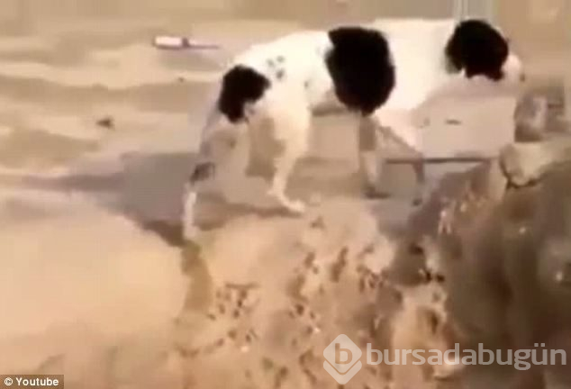 Doğanın fedakar anneleri
