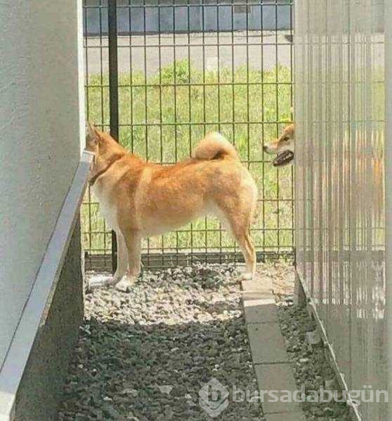 Tam zamanında çekilen fotoğraflar
