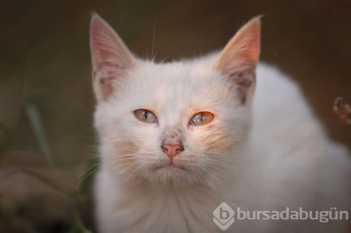Yarısı sarı yarısı mavi gözleriyle hayran bırakıyor