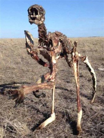 Dünyadan ilginç fotoğraflar

