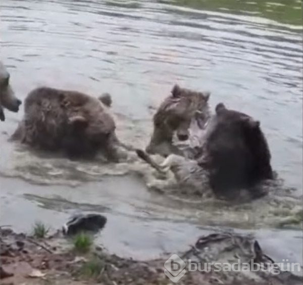 Ayılar parçaladı! Korkunç görüntüler...
