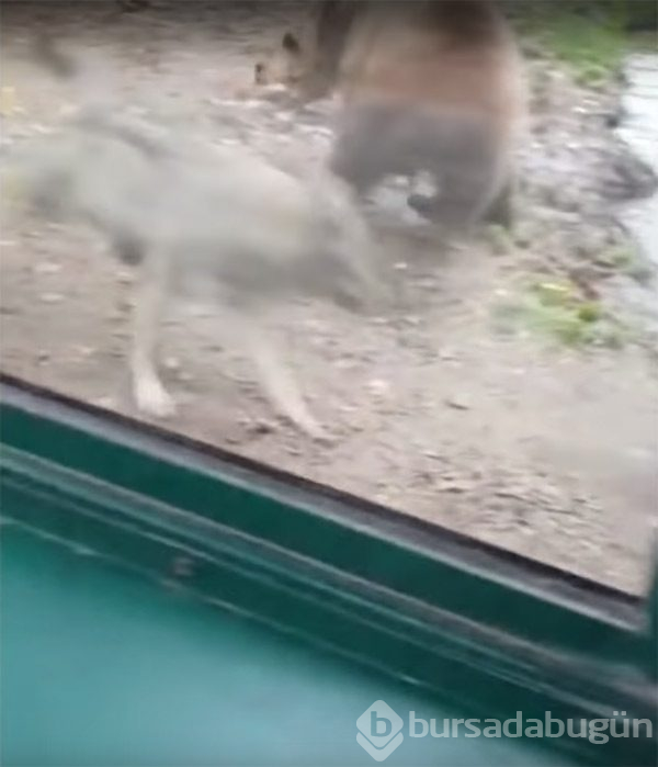 Ayılar parçaladı! Korkunç görüntüler...
