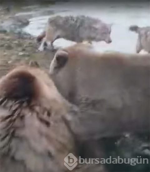 Ayılar parçaladı! Korkunç görüntüler...
