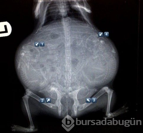 Şaşırtan röntgenler
