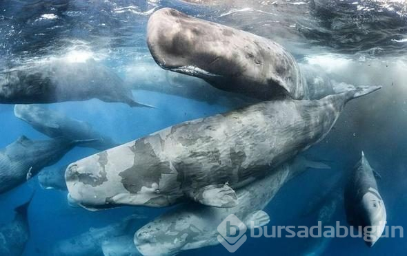 2018 yılının en iyi fotoğrafları seçildi
