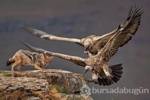 2018 yılının en iyi fotoğrafları seçildi