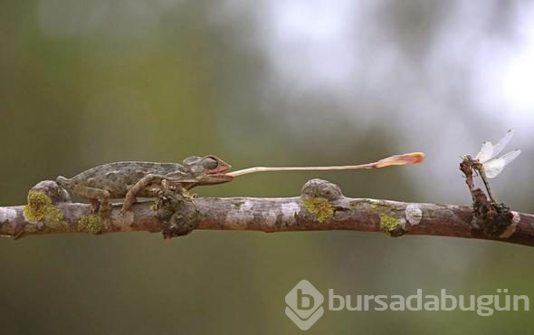 2018 yılının en iyi fotoğrafları seçildi