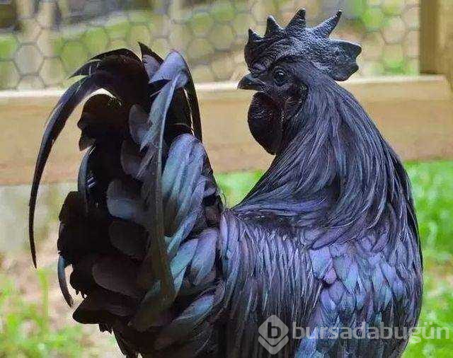 Günün en çok paylaşılan fotoğrafları (02.11.2018)