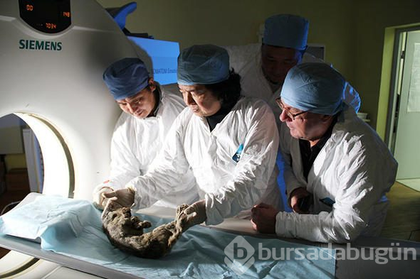 43 bin 500 yıllık mağara aslanı keşfedildi
