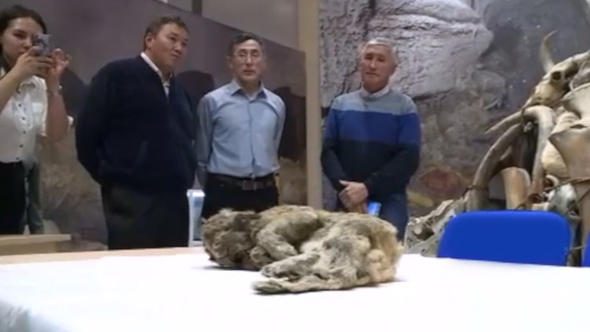 43 bin 500 yıllık mağara aslanı keşfedildi
