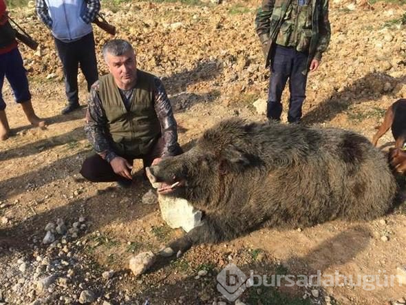 350 kiloluk domuz şaşırttı
