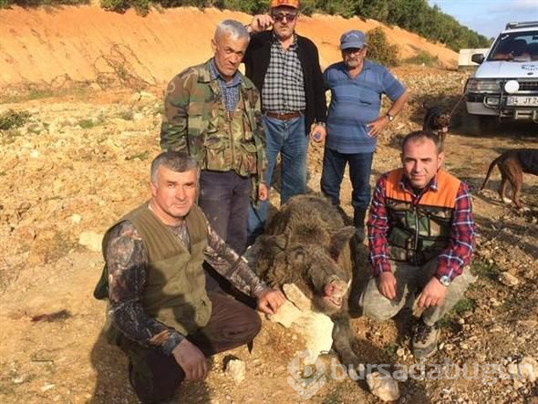 350 kiloluk domuz şaşırttı
