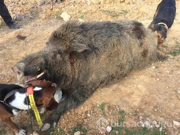 350 kiloluk domuz şaşırttı
