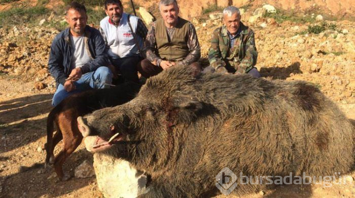 350 kiloluk domuz şaşırttı
