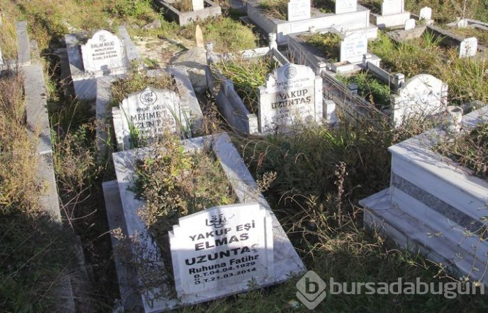 Türkiye'nin en uzun ömürlü insanları Gölköy'de yaşıyor
