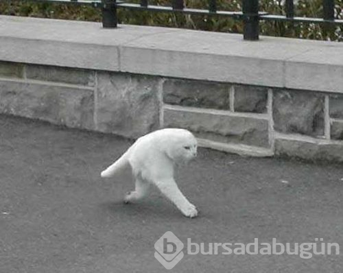 En korkunç fotoğraflar

