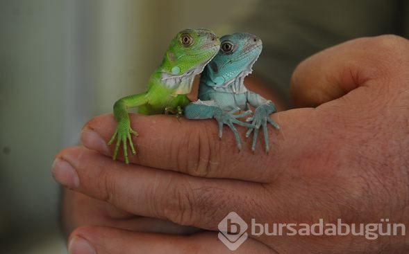Görenleri şaşkına çeviren olay...47 yavrusu birden oldu
