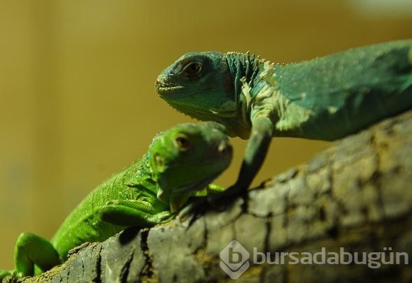 Görenleri şaşkına çeviren olay...47 yavrusu birden oldu
