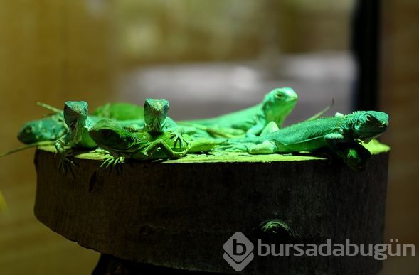 Görenleri şaşkına çeviren olay...47 yavrusu birden oldu
