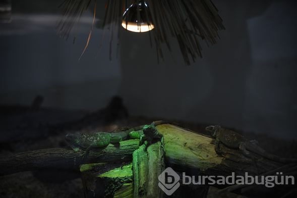 Görenleri şaşkına çeviren olay...47 yavrusu birden oldu
