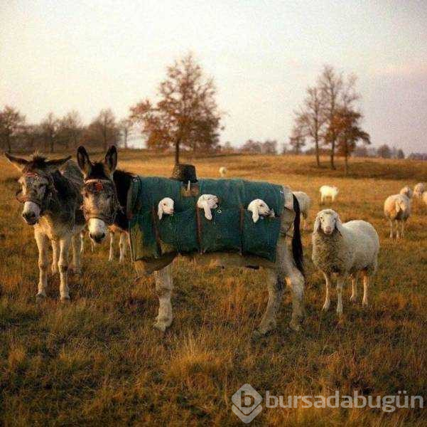 Günün en çok paylaşılan fotoğrafları (08.11.2018)