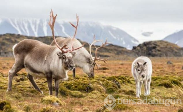 Ölmenin yasak olduğu ada Svalbard

