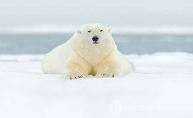 Ölmenin yasak olduğu ada Svalbard
