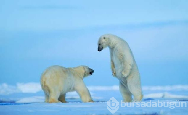 Ölmenin yasak olduğu ada Svalbard
