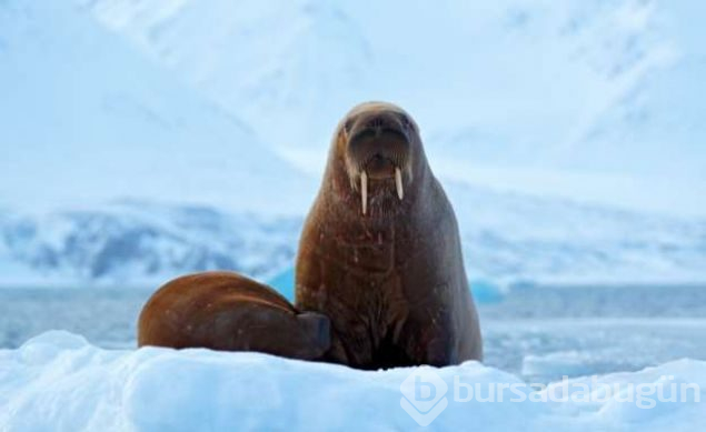 Ölmenin yasak olduğu ada Svalbard
