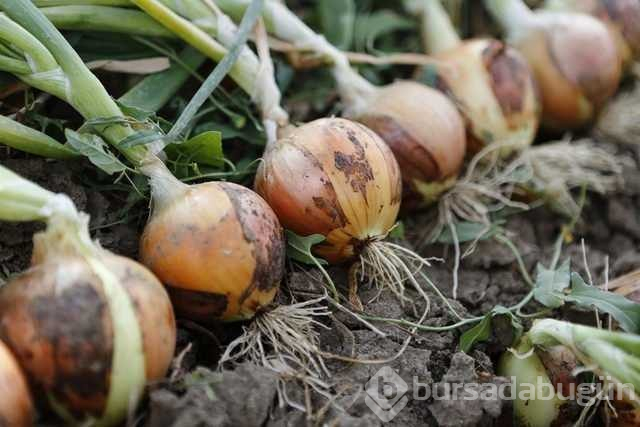 Soğan suyu faydaları nelerdir? Soğan kürü nasıl yapılır?
